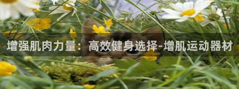 凯捷体育平台注册要钱吗安全吗：增强肌肉力量：高效健身