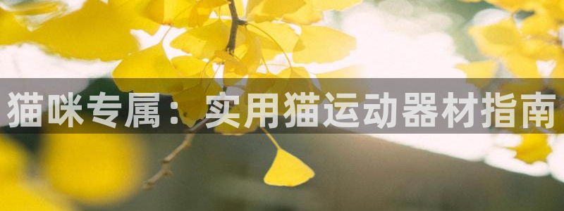 凯捷体育娱乐